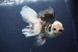 Thai Oranda  Tricolor 6 Inch (ID#1101To6a-111)