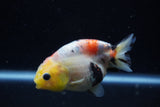 Juvenile Ranchu  Calico 3.5 Inch (ID#1129R9b-67) Free2Day SHIPPING