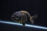 Ranchu  Chocolate 4 Inch (ID#228R8c-67) Free2Day SHIPPING