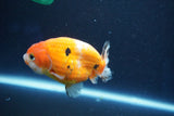 Ranchu  Sakura 3.5 Inch (ID#1001R5c-74) Free2Day SHIPPING