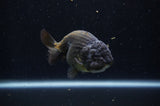 Ranchu  Chocolate 4 Inch (ID#228R8c-67) Free2Day SHIPPING