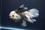 Thai Oranda  Tricolor 6 Inch (ID#1101To6a-111)