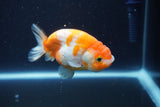 Ranchu  Sakura 3.5 Inch (ID#1001R5c-74) Free2Day SHIPPING