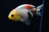 Juvenile Ranchu  Calico 3.5 Inch (ID#1129R9b-67) Free2Day SHIPPING