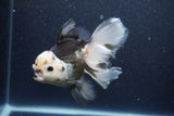 Thai Oranda  Tricolor 6 Inch (ID#1101To6a-111)