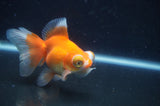 Butterfly  Red White 4 Inch (ID#408B8b-40) Free2Day SHIPPING