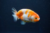 Ranchu  Sakura 3.5 Inch (ID#1001R5c-74) Free2Day SHIPPING