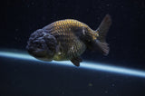 Ranchu  Chocolate 4 Inch (ID#228R8c-67) Free2Day SHIPPING