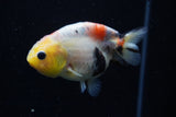 Juvenile Ranchu  Calico 3.5 Inch (ID#1129R9b-67) Free2Day SHIPPING