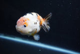 Milk Cow Ranchu  Calico 4 Inch (ID#1011R9a-68) Free2Day SHIPPING