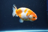 Ranchu  Sakura 3.5 Inch (ID#1001R5c-74) Free2Day SHIPPING