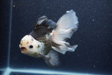 Thai Oranda  Tricolor 6 Inch (ID#1101To6a-111)