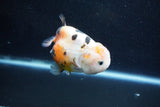 Milk Cow Ranchu  Calico 4 Inch (ID#1011R9a-68) Free2Day SHIPPING