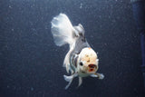 Thai Oranda  Tricolor 6 Inch (ID#1101To6a-111)