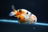 Milk Cow Ranchu  Calico 4 Inch (ID#1011R9a-68) Free2Day SHIPPING