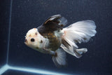 Thai Oranda  Tricolor 6 Inch (ID#1101To6a-111)