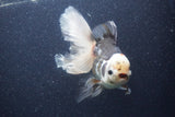 Thai Oranda  Tricolor 6 Inch (ID#1101To6a-111)