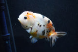 Milk Cow Ranchu  Calico 4 Inch (ID#1011R9a-68) Free2Day SHIPPING