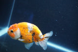 Ranchu  Calico 3.5 Inch (ID#1001R5c-75) Free2Day SHIPPING