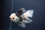 Thai Oranda  Tricolor 6 Inch (ID#1101To6a-111)