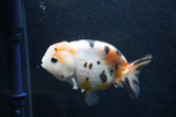 Milk Cow Ranchu  Calico 4 Inch (ID#1011R9a-68) Free2Day SHIPPING