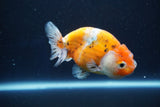 Ranchu  Calico 3.5 Inch (ID#1001R5c-75) Free2Day SHIPPING