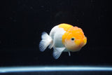 Juvenile Lionchu  Red White 3.5 Inch (ID#1217R11b-11) Free2Day SHIPPING