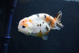 Milk Cow Ranchu  Calico 4 Inch (ID#1011R9a-68) Free2Day SHIPPING