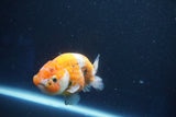 Ranchu  Calico 3.5 Inch (ID#1001R5c-75) Free2Day SHIPPING