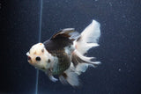 Thai Oranda  Tricolor 6 Inch (ID#1101To6a-111)