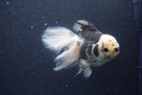 Thai Oranda  Tricolor 6 Inch (ID#1101To6a-111)