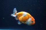 Ranchu  Calico 3.5 Inch (ID#1001R5c-75) Free2Day SHIPPING