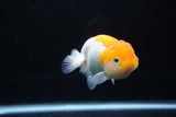 Juvenile Lionchu  Red White 3.5 Inch (ID#1217R11b-11) Free2Day SHIPPING