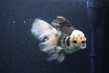 Thai Oranda  Tricolor 6 Inch (ID#1101To6a-111)