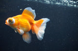 Butterfly  Red White 4 Inch (ID#408B8b-40) Free2Day SHIPPING