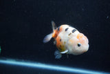 Milk Cow Ranchu  Calico 4 Inch (ID#1011R9a-68) Free2Day SHIPPING