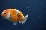 Ranchu  Calico 3.5 Inch (ID#1001R5c-75) Free2Day SHIPPING