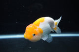 Juvenile Lionchu  Red White 3.5 Inch (ID#1217R11b-11) Free2Day SHIPPING