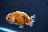 Ranchu  Calico 3.5 Inch (ID#1001R5c-75) Free2Day SHIPPING