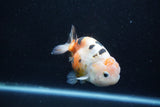 Milk Cow Ranchu  Calico 4 Inch (ID#1011R9a-68) Free2Day SHIPPING