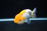 Juvenile Lionchu  Red White 3.5 Inch (ID#1217R11b-11) Free2Day SHIPPING