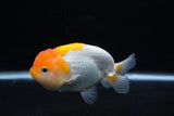 Juvenile Lionchu  Red White 3.5 Inch (ID#1217R11b-11) Free2Day SHIPPING