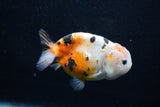 Milk Cow Ranchu  Calico 4 Inch (ID#1011R9a-68) Free2Day SHIPPING