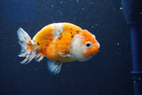 Ranchu  Calico 3.5 Inch (ID#1001R5c-75) Free2Day SHIPPING