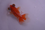 Butterfly  Red White 4 Inch (ID#408B8b-40) Free2Day SHIPPING