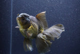 Thai Oranda  Bronze 6 Inch (ID#1105To6a-110)