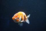 Ranchu  Calico 3.5 Inch (ID#1001R5c-75) Free2Day SHIPPING