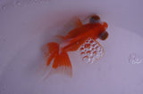 Butterfly  Red White 4 Inch (ID#408B8b-40) Free2Day SHIPPING
