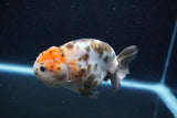 Milk Cow Ranchu  Calico 4 Inch (ID#1011R9a-69) Free2Day SHIPPING