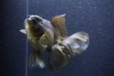 Thai Oranda  Bronze 6 Inch (ID#1105To6a-110)